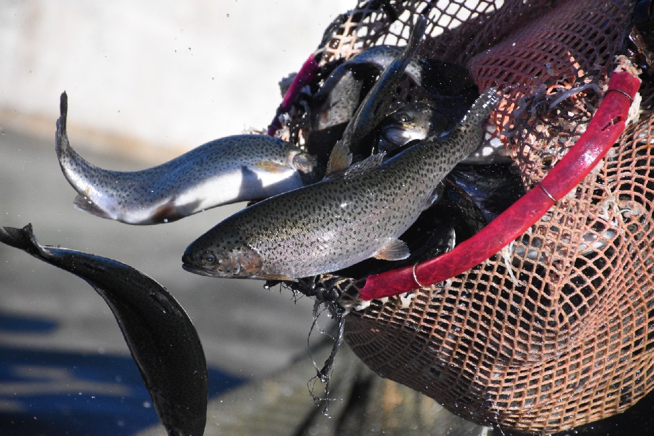 Denizi olmayan köyden 10 ülkeye balık yolladılar