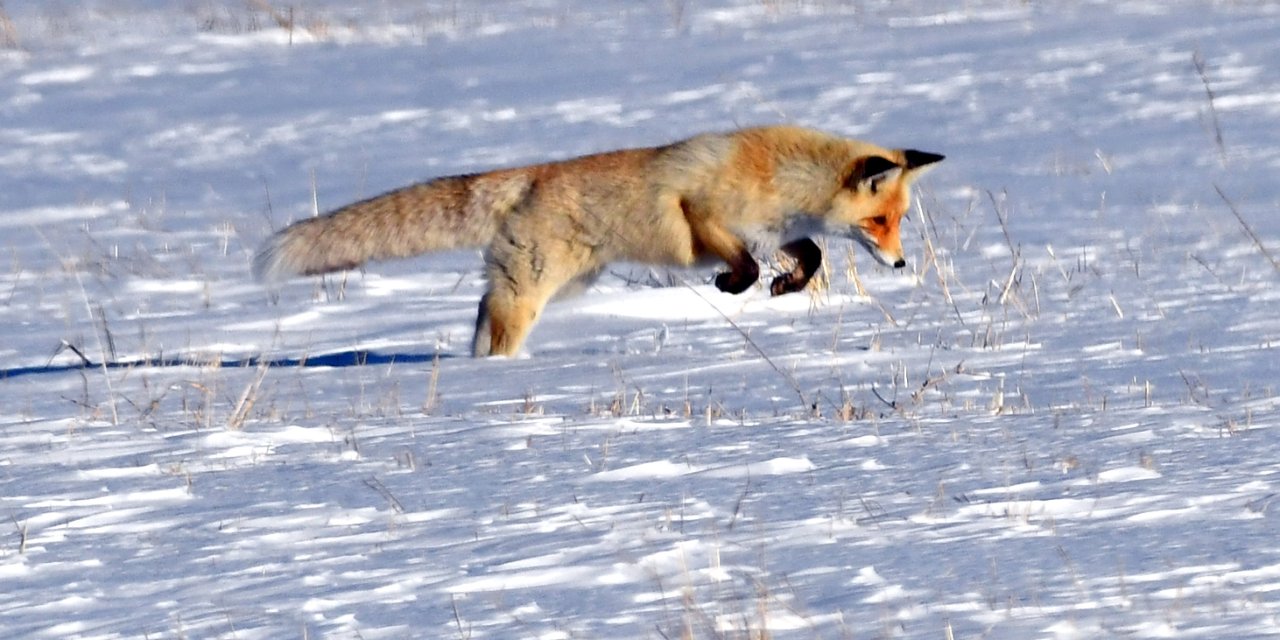 Kızıl tilki avlanırken görüntülendi