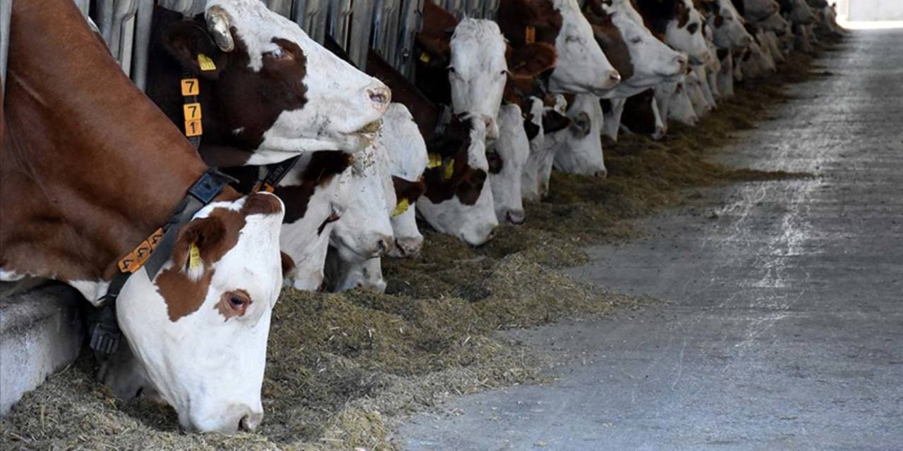 Et ve Süt Kurumu fahiş fiyatla mücadele kapsamında on binlerce canlı hayvan alacak