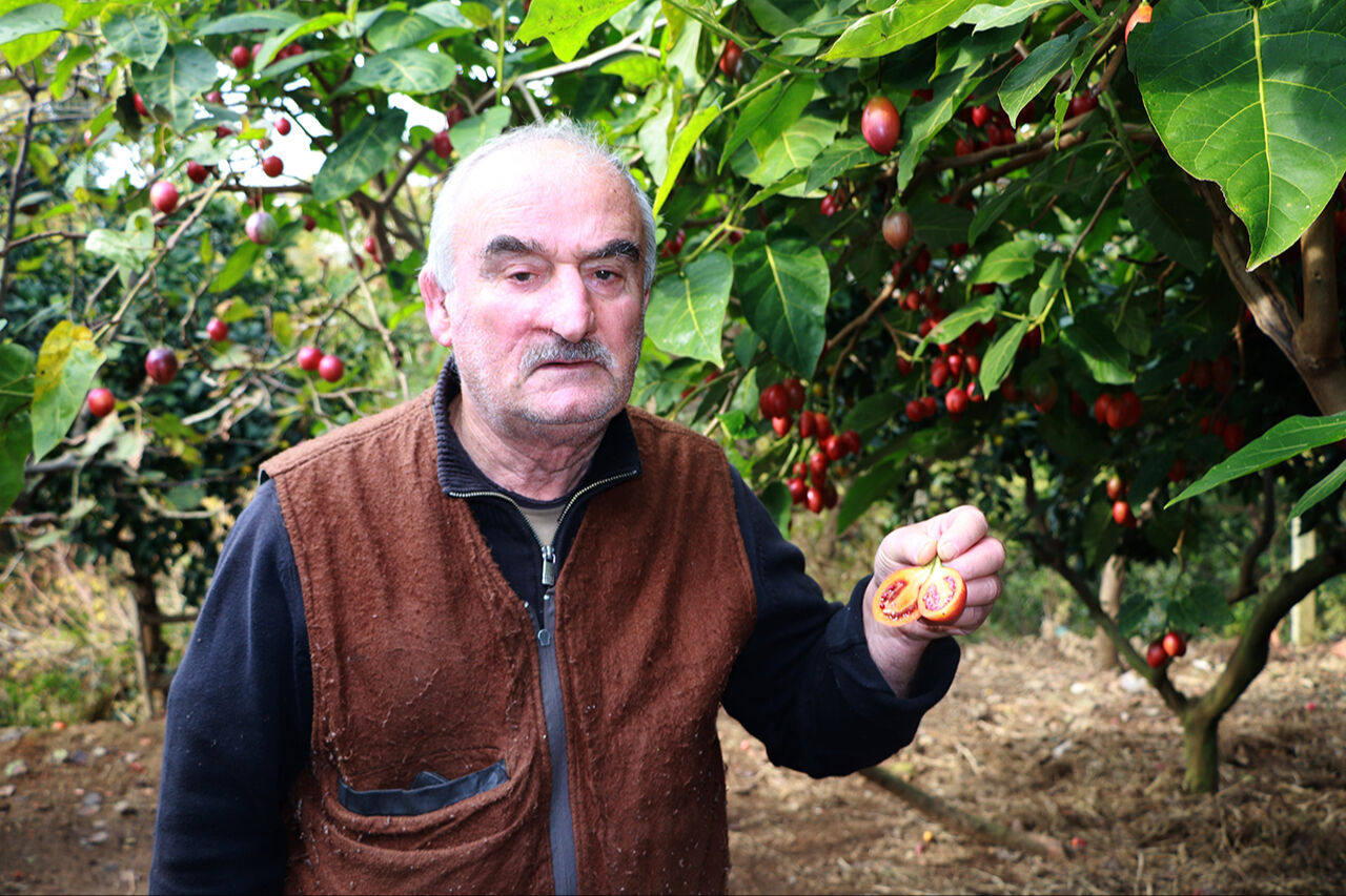 Gören ağaçta yetiştiğine inanamıyor. Rize'de çayların arasına dikti