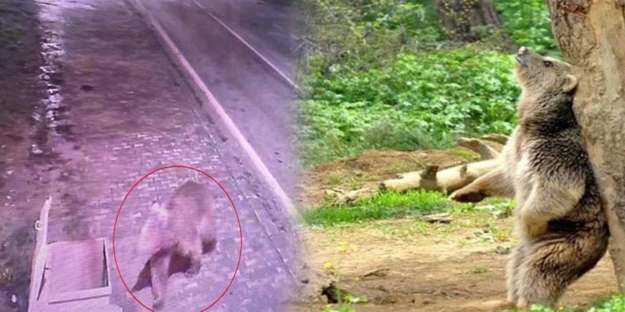 Barınaktan kaçan bozayı 8 gün sonra yakalandı