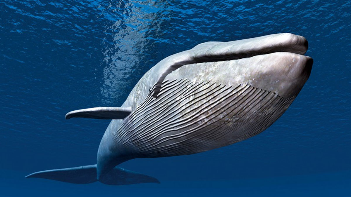 Norveç'ten çarpıcı iddia: Ruslar casus balina kullanıyor olabilir