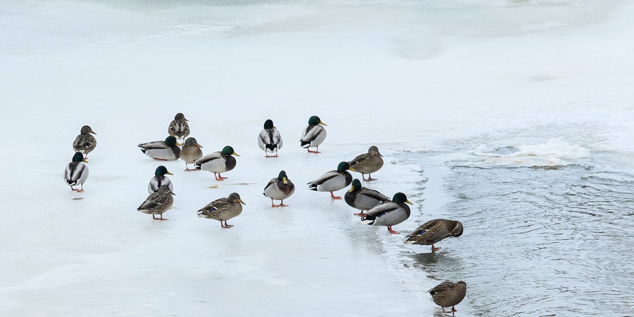 Yeşilbaş gövel ördekler Kars Çayı'na kondu