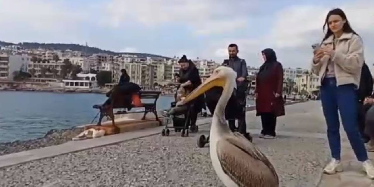 Sahilde dolaşan pelikan ilgi odağı oldu