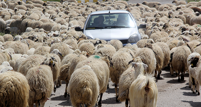 Koyun sürüsü karayoluna çıktı, sürücüler zor anlar yaşadı