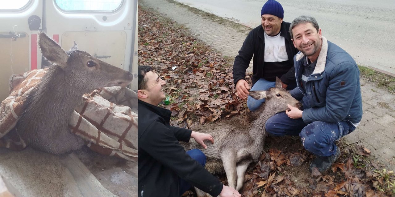 Emekçiler yaralı karacayı kurtardı