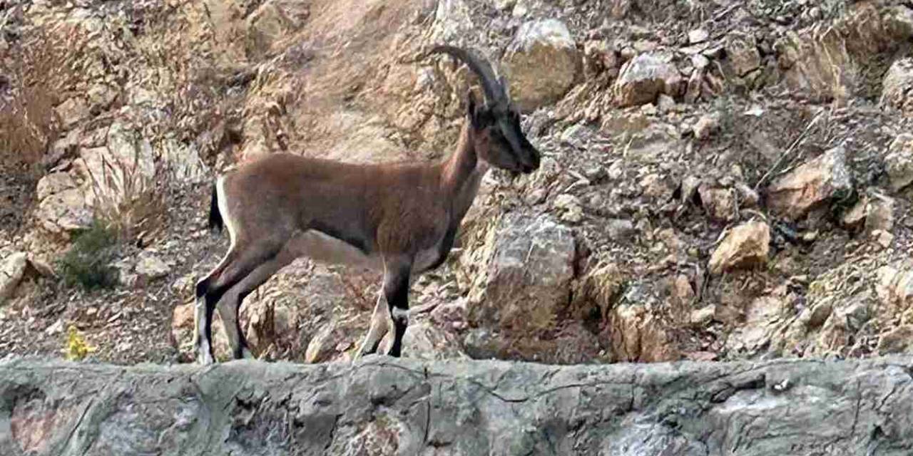 'Domates yıkadım' dedi meğer yaban keçisi kesmiş!
