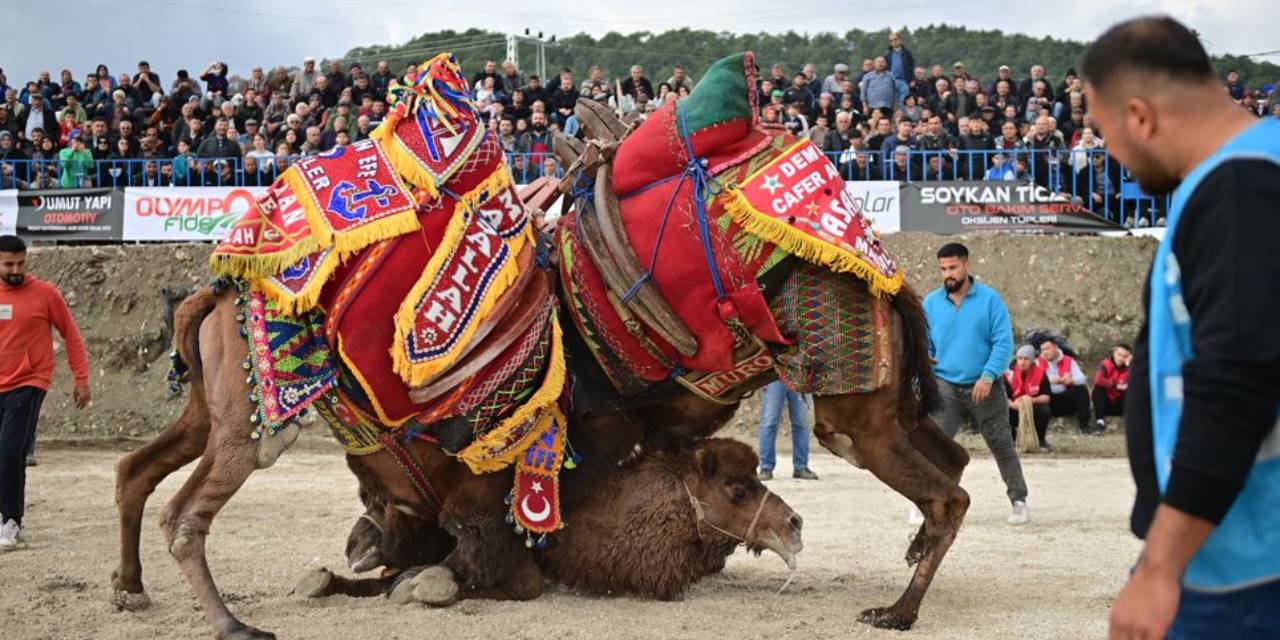 Antalya'dan renkli görüntüler: Geleneksel deve güreşi etkinliği düzenlendi