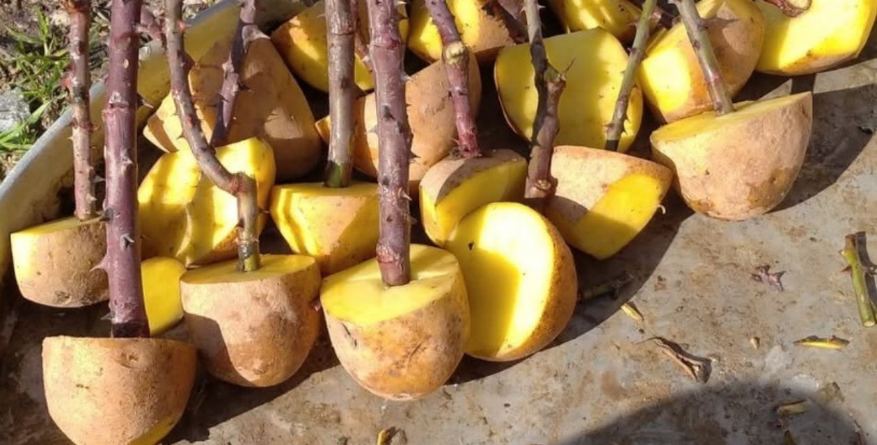 İncir, üzüm, böğürtlen de böyle yetiştirilir. Üretici patatesle toprağa gömdü