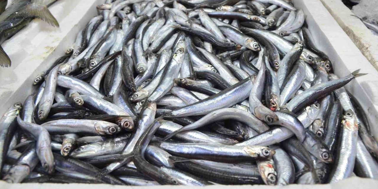 Karadeniz'de bile hamsi kavağa çıktı: Alabilene aşk olsun!