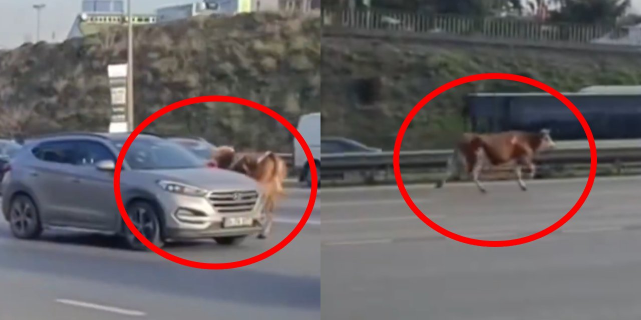 Firari dana E-5'i birbirine kattı