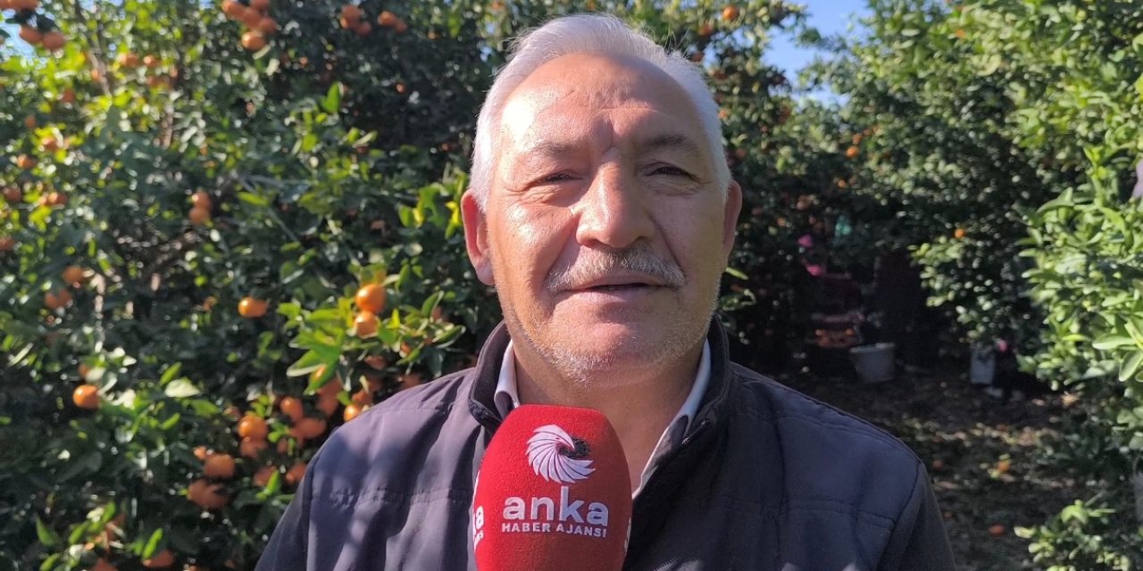Hatay'da mandalina üreticisi isyan etti: Üretici bitti, artık kökten keseceğiz
