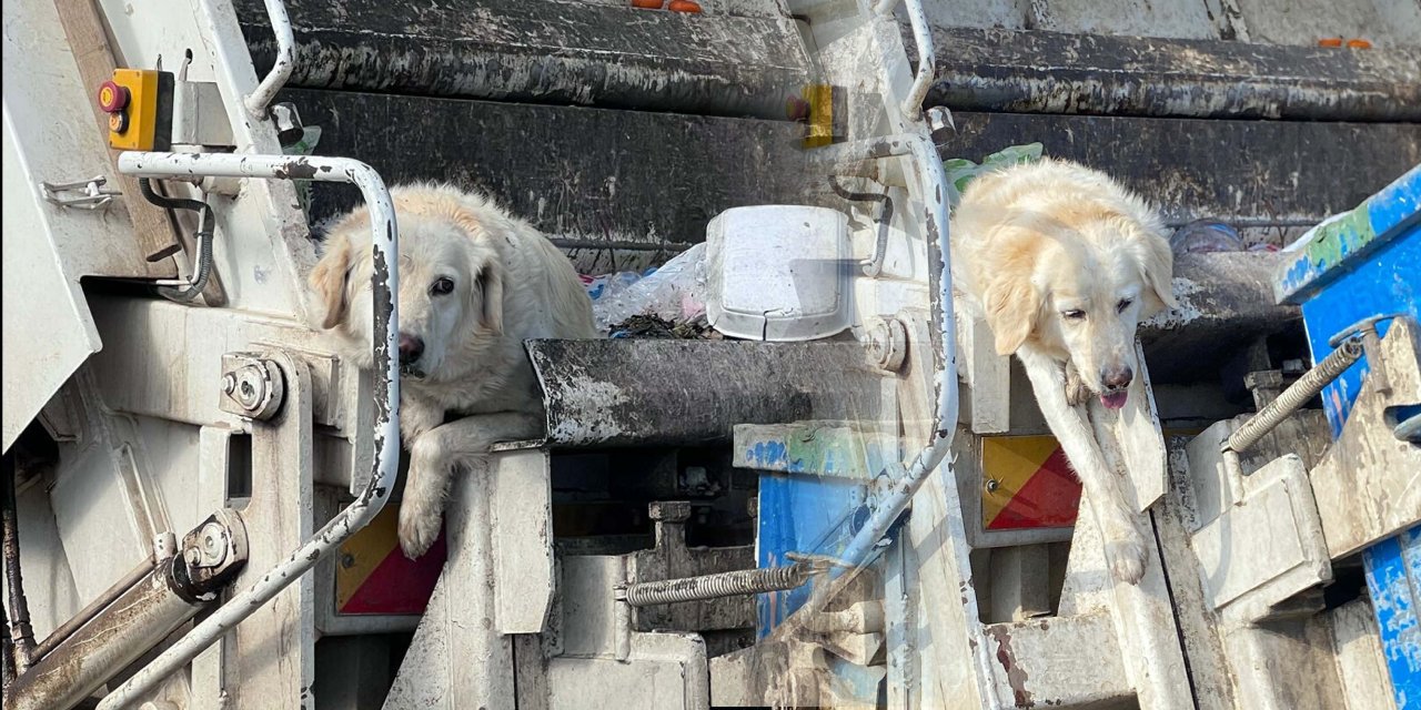 Çöpe atılan Bambi köpek 24 günlük yaşam mücadelesini kaybetti