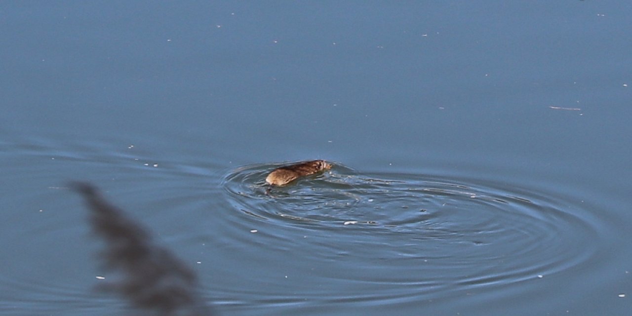 Anavatanı Çin ama Diyarbakır’da ortaya çıktı! Hızla çoğalıyor