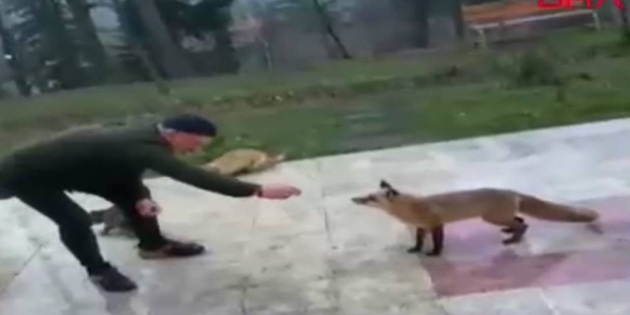Misafir tilkiyi elleriyle besledi