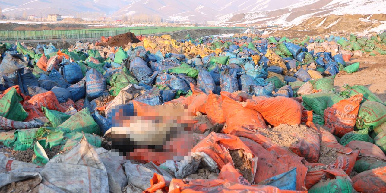 Kül dökülen alanda 20 köpek ölü bulundu