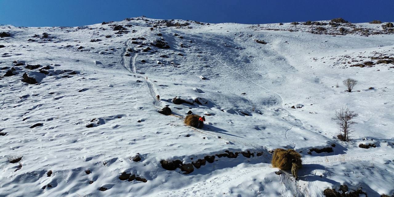 Dağdan toplayıp 1 metrelik karda yürüyerek köye getiriyorlar