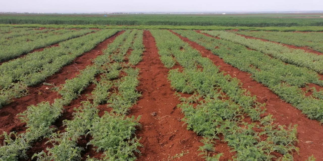 Dünyada sadece Mardin'de var