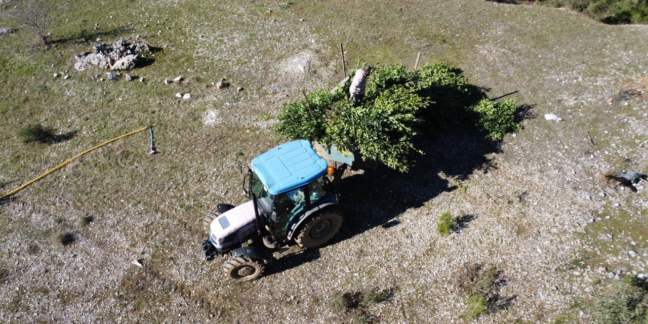 Toroslardan gidiyor Avrupa’da 1 numara: Hasadı 3 yılda bir yapılıyor