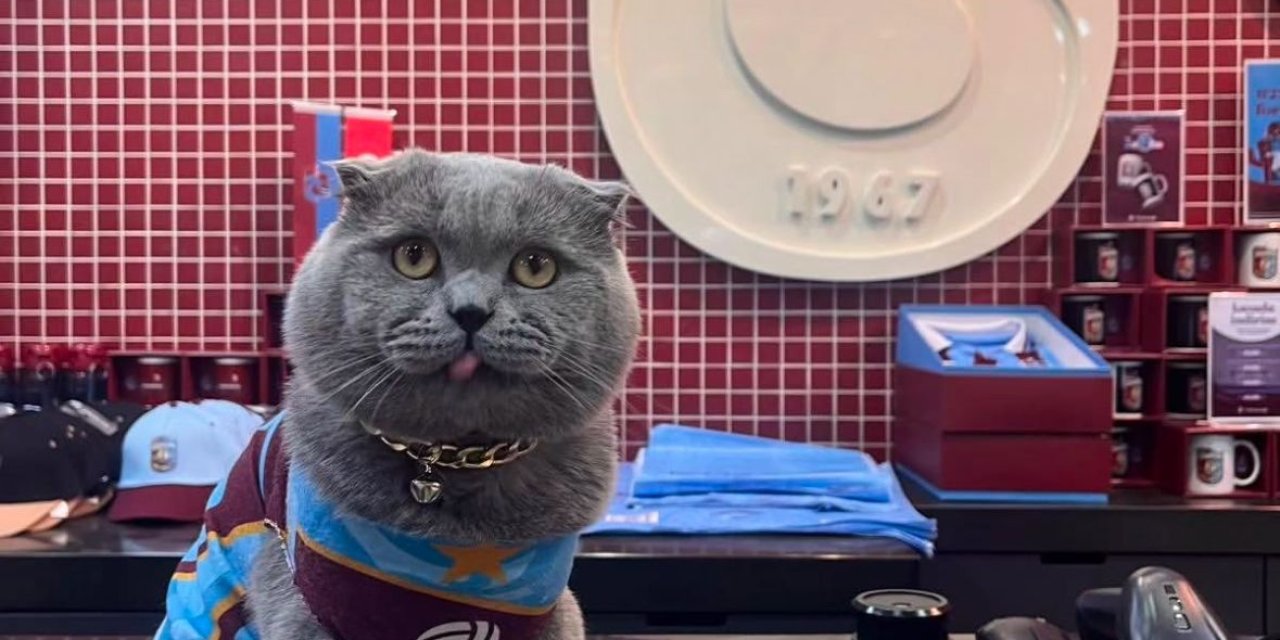 Trabzonspor fanatiği Kedi Tom'dan çağrı: Ben ne zaman stada gireceğim?