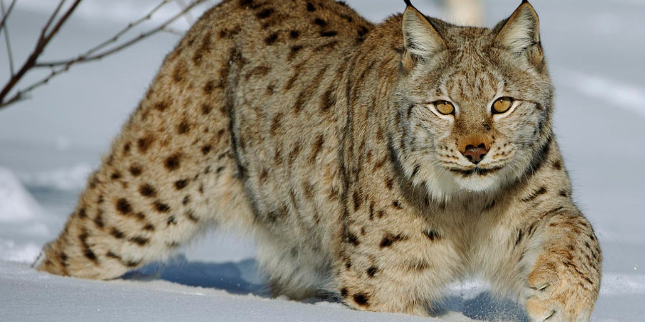 Anne vaşak lapa lapa karda 3 yavrusuyla kendisini gösterdi