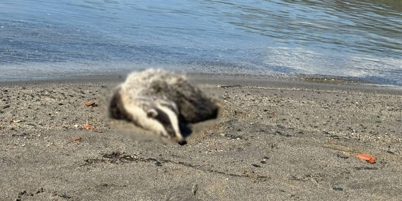 Erdek sahiline 2 porsuk ölüsü vurdu