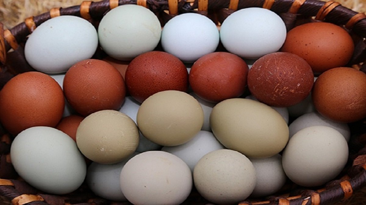 Yumurta fiyatları yeniden artabilir