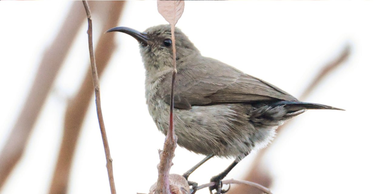 Türkiye'de ilk kez görüldü