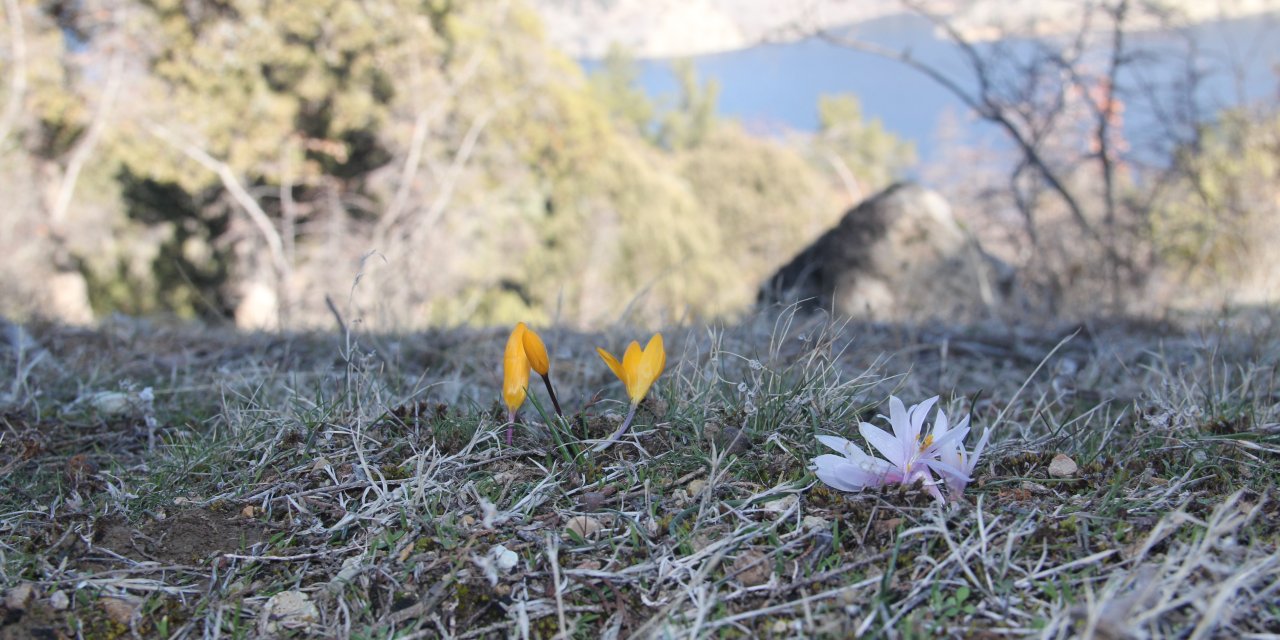 Çigdemler şimdiden açtı