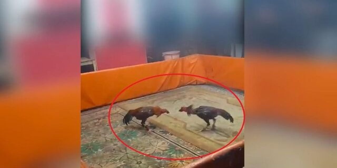 Horoz dövüştürürken yakalandılar cezayı yediler