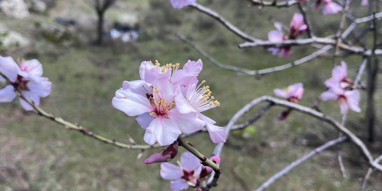 Sıcak havalar meyve ağaçlarına çiçek açtırdı