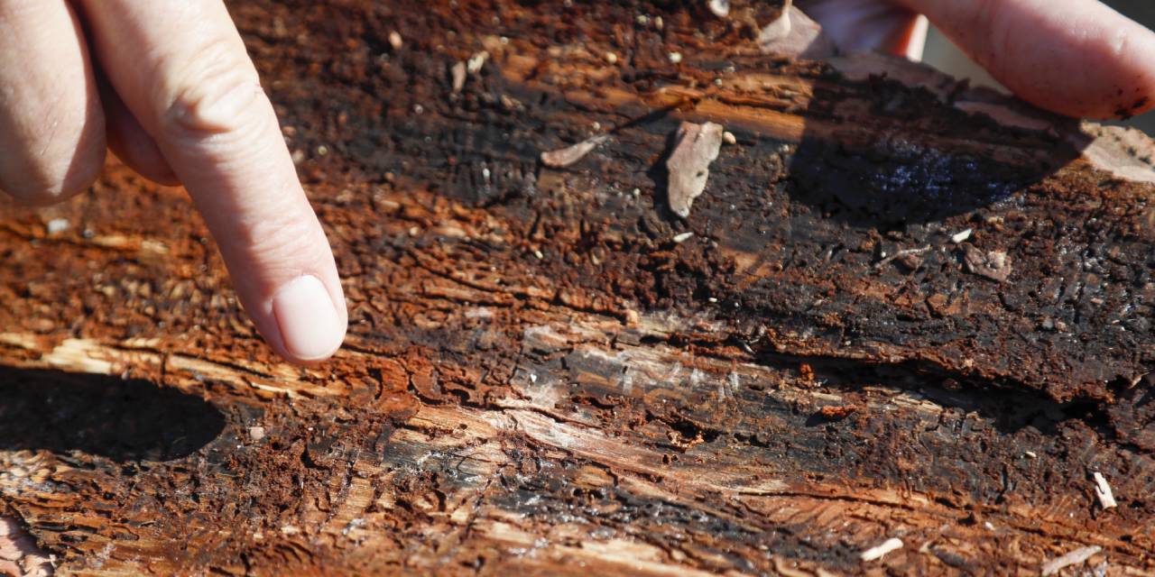 Antalya ormanları alarm veriyor! 15 günde tamamen kurutuyor