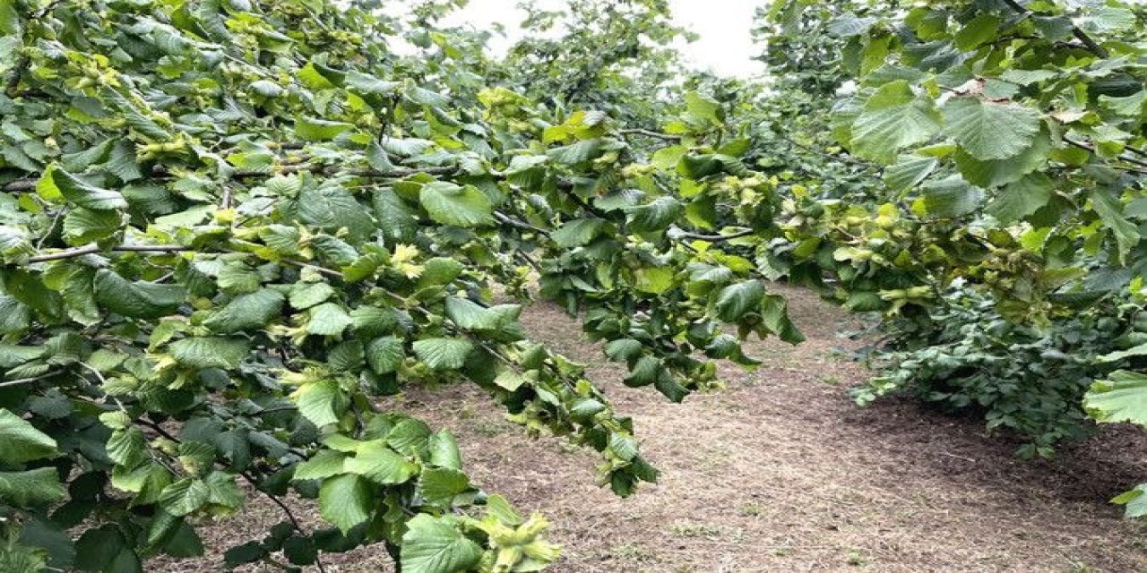 Ordu'da 125 lira Giresun'da 135 lira