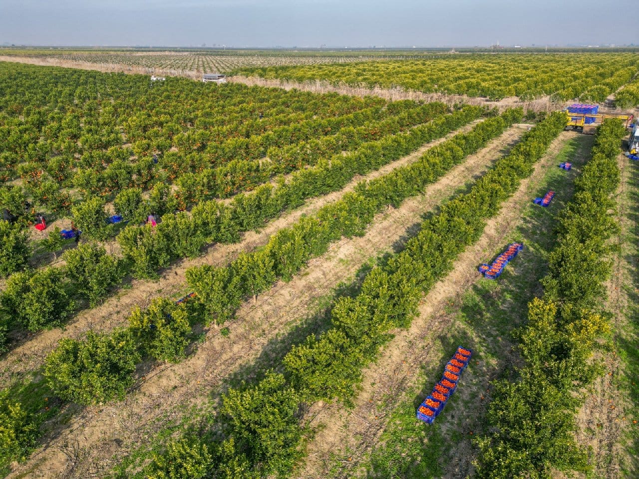 Dalında kilosu 16-18 lirayken markette 45 liradan satılıyor. Hasadı marta kadar sürüyor