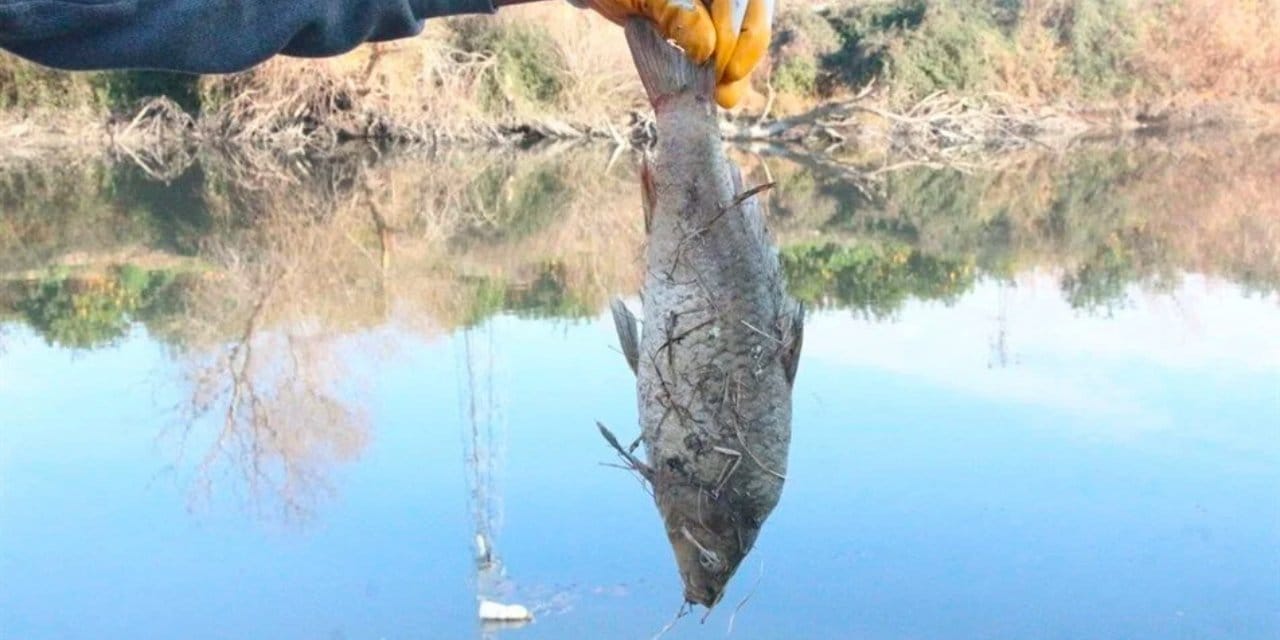 Bu balığı yiyenin felç olma riski var