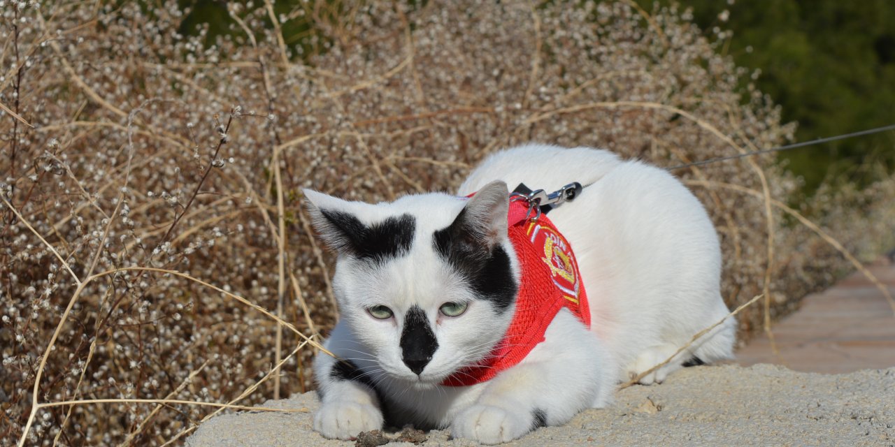 Depremde kurtarılan kedi ‘Enkaz’ın hikayesi kitap olacak