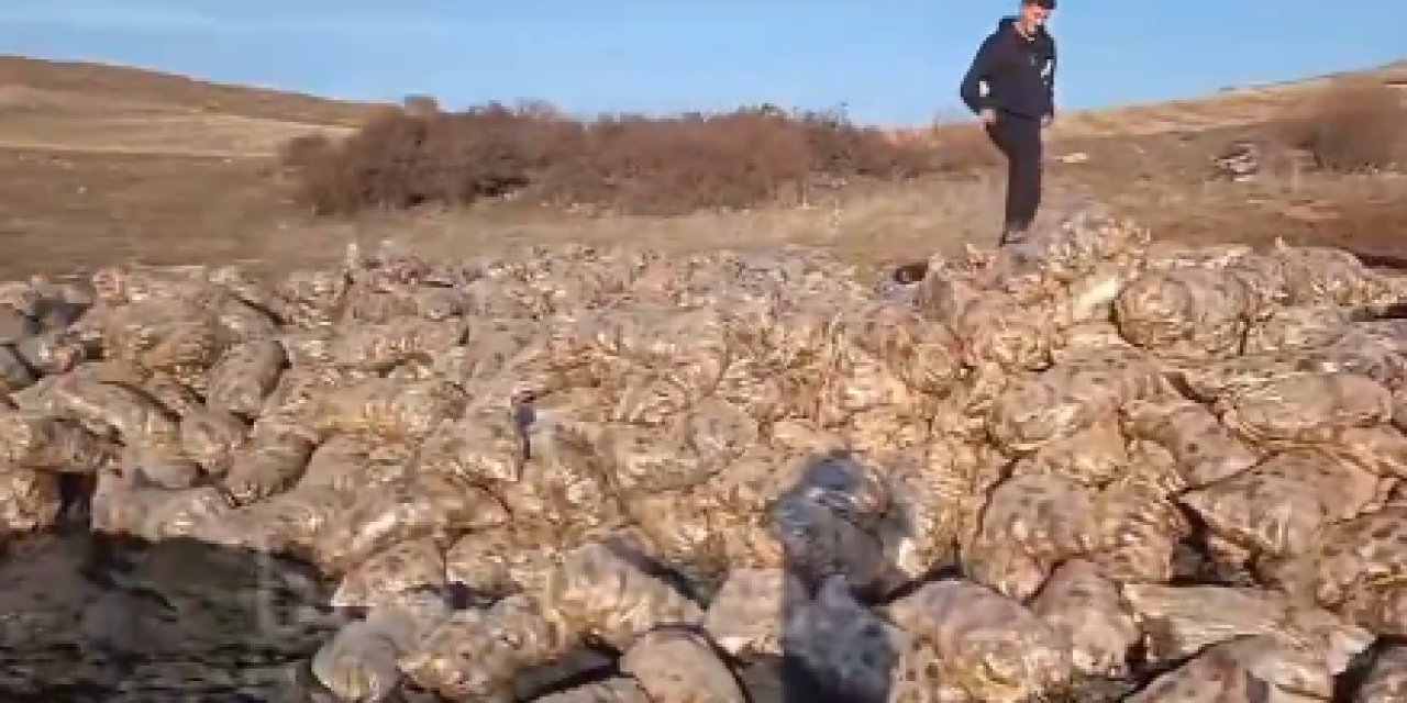 Emekli ve asgari ücretliler kuru ekmeğe muhtaçken yola tonlarca patates döktüler