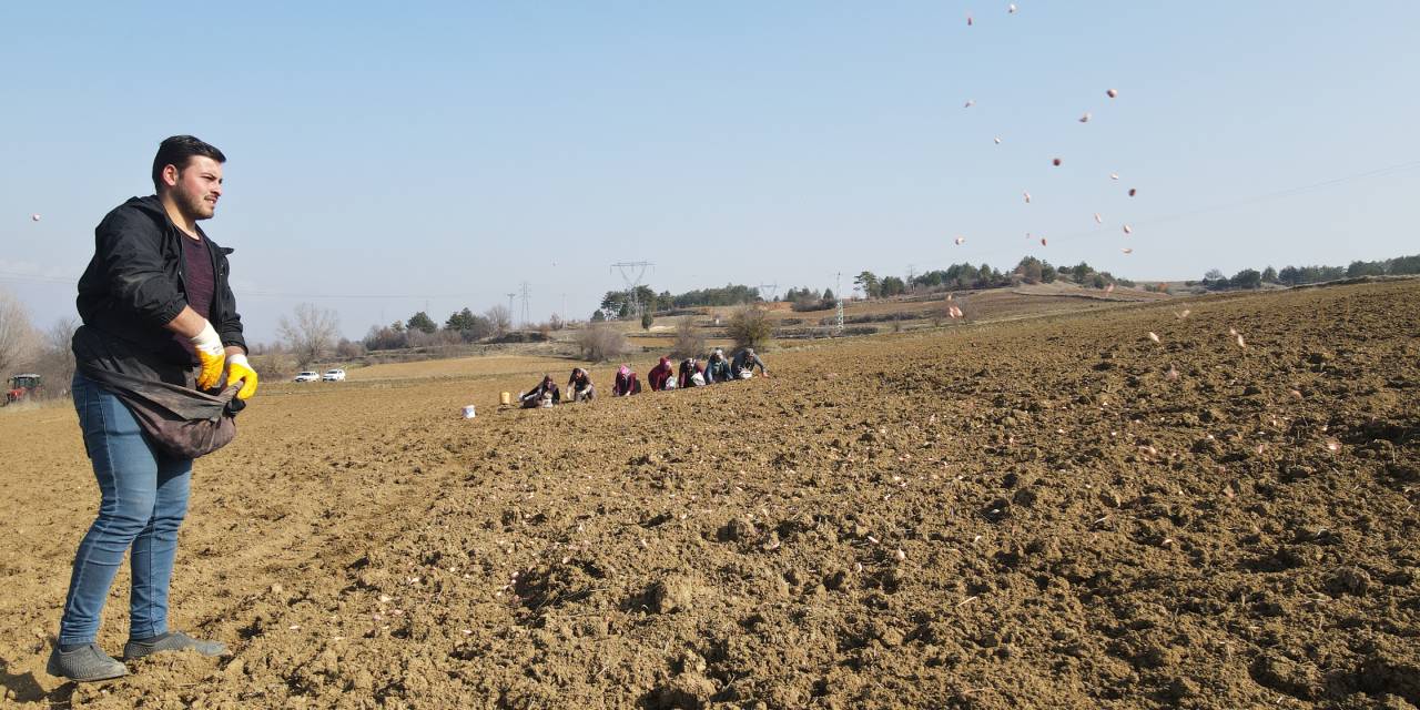 Türkiye'de en iyisi burada yetişiyor: Hasattan sonra 10 ay dayanıyor
