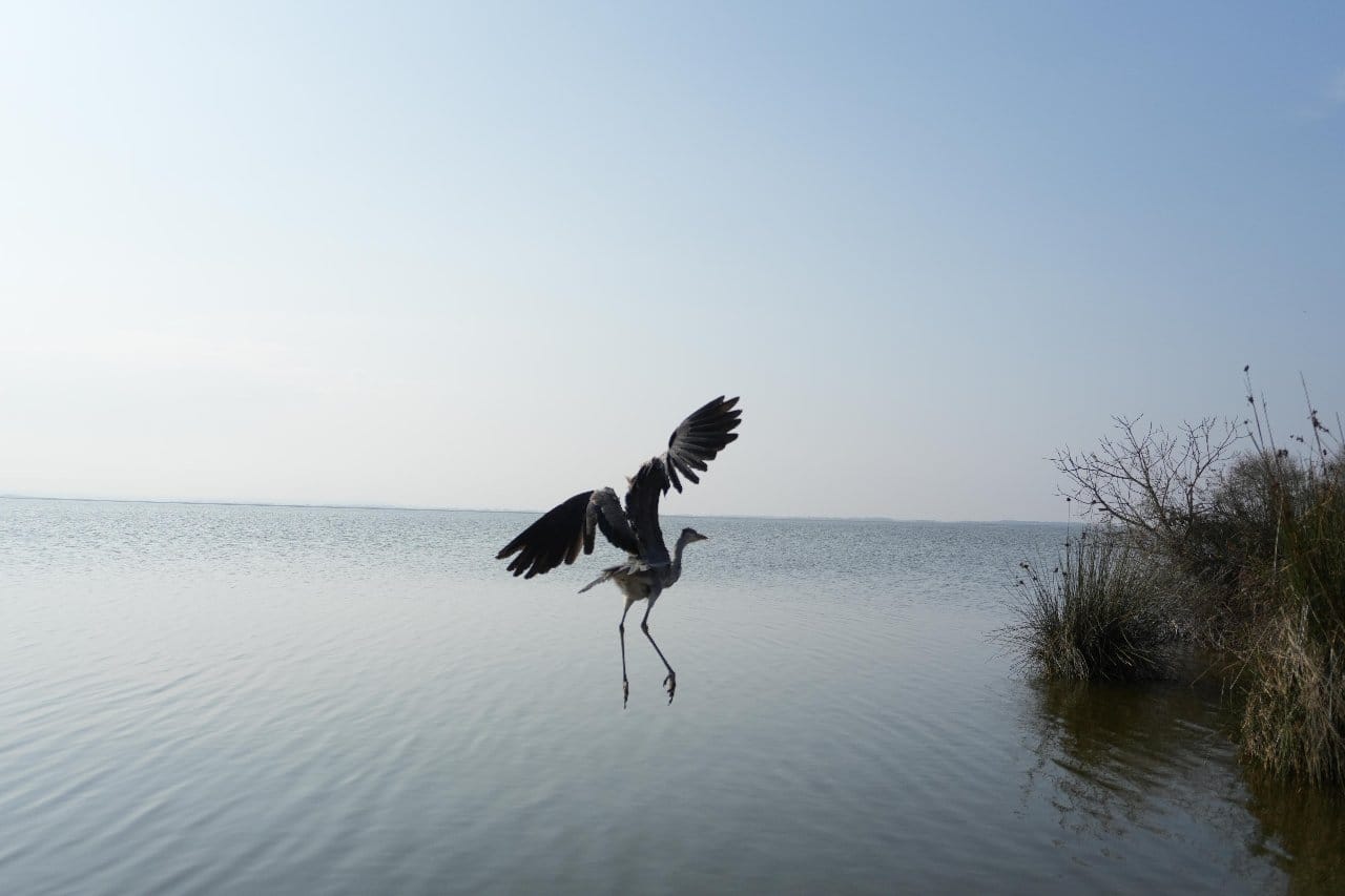 120 yabani ait oldukları yere döndü