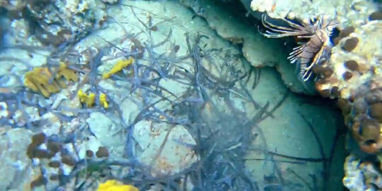 Ayvalık'ta ilk kez görüldü