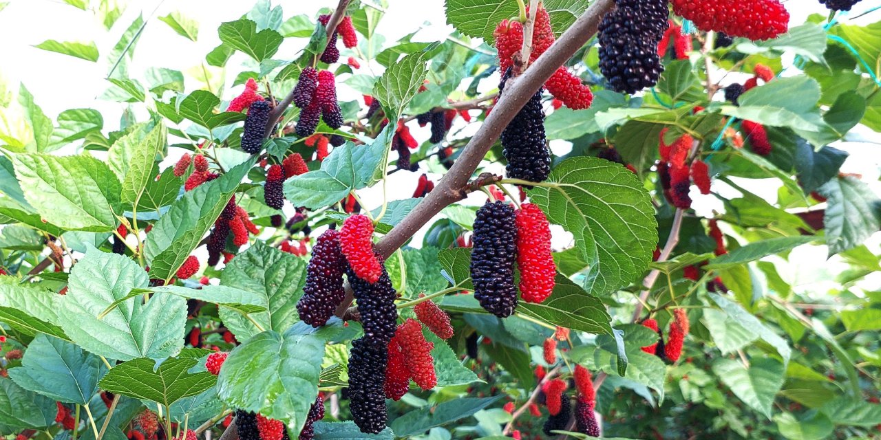 Dubaili müptelası oldu: Dondurulmuşu 350 lirayı bulunca vatandaş tadını unuttu