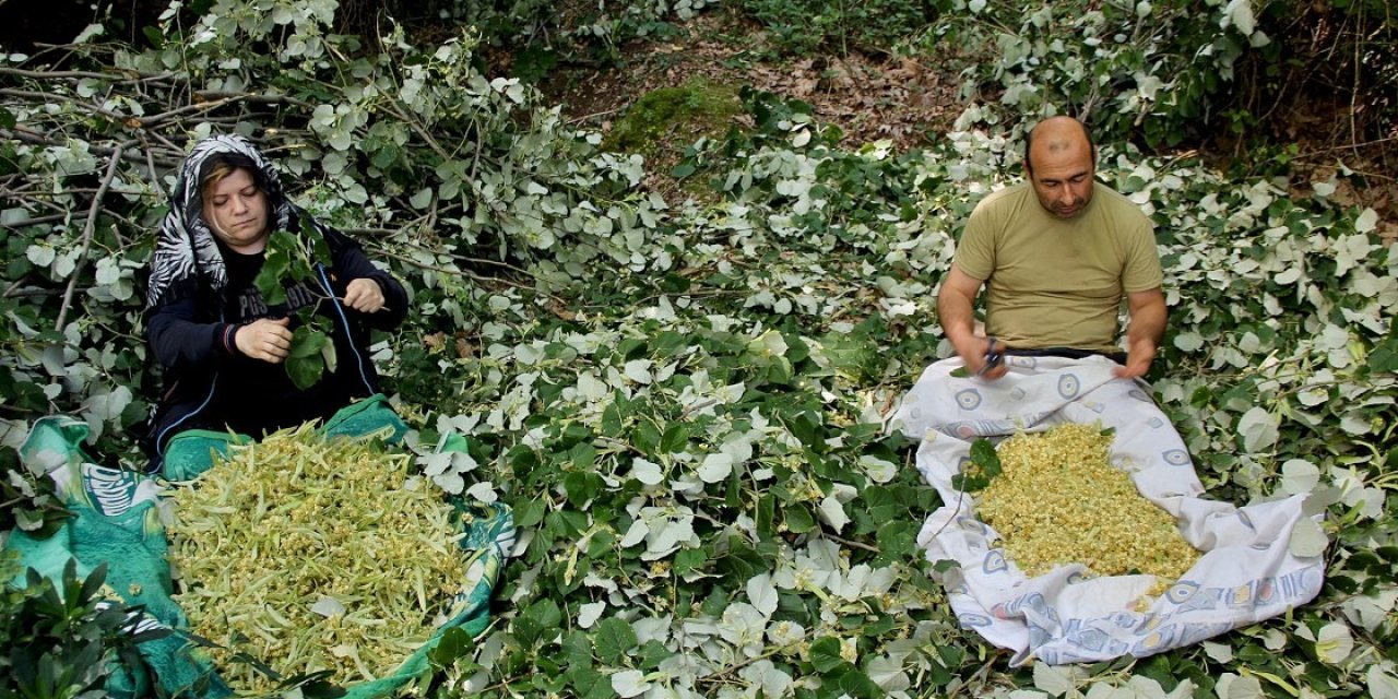 Kış aylarının vazgeçilmezi bitkinin fiyatı altınla yarışıyor