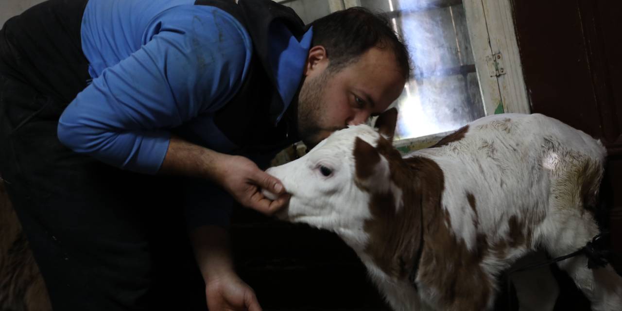 Komşusundan aldığı dana hayatını değiştirdi