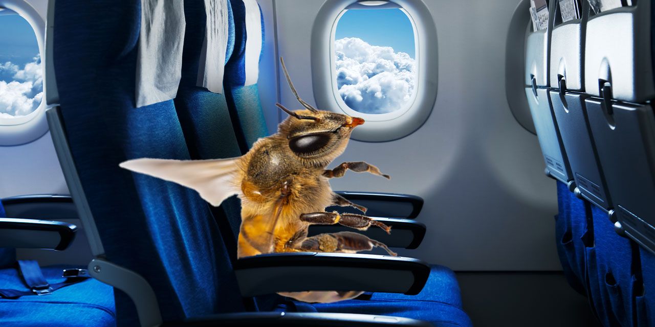 Gaziantep uçağında arı alarmı