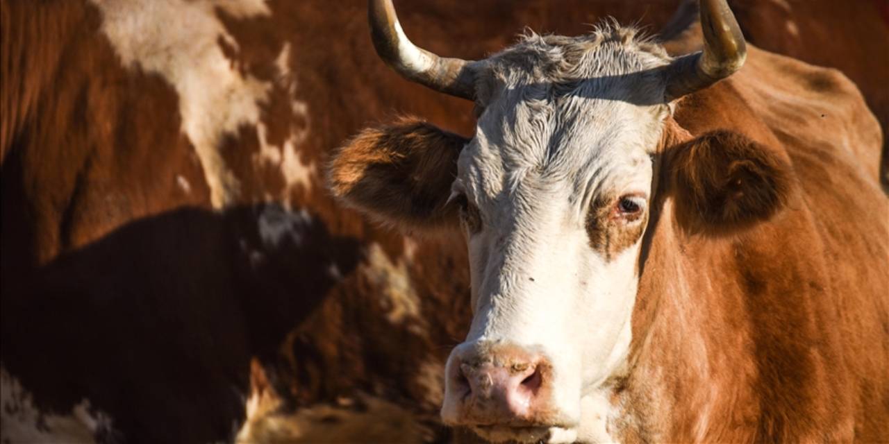 Babasının 2 öküzünü satıp iş kurdu: 700 kişinin patronu oldu