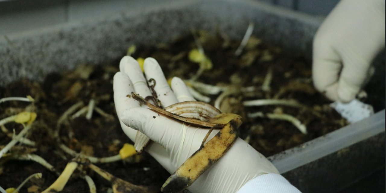 Kimyasal gübreye alternatif: Pazar artıklarından bereket doğuyor