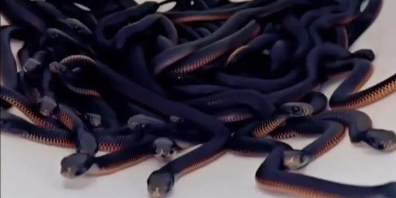 Evin bahçesini yılanlar bastı: 102 zehirli yılan evin köpeğini ısırınca fark edildi