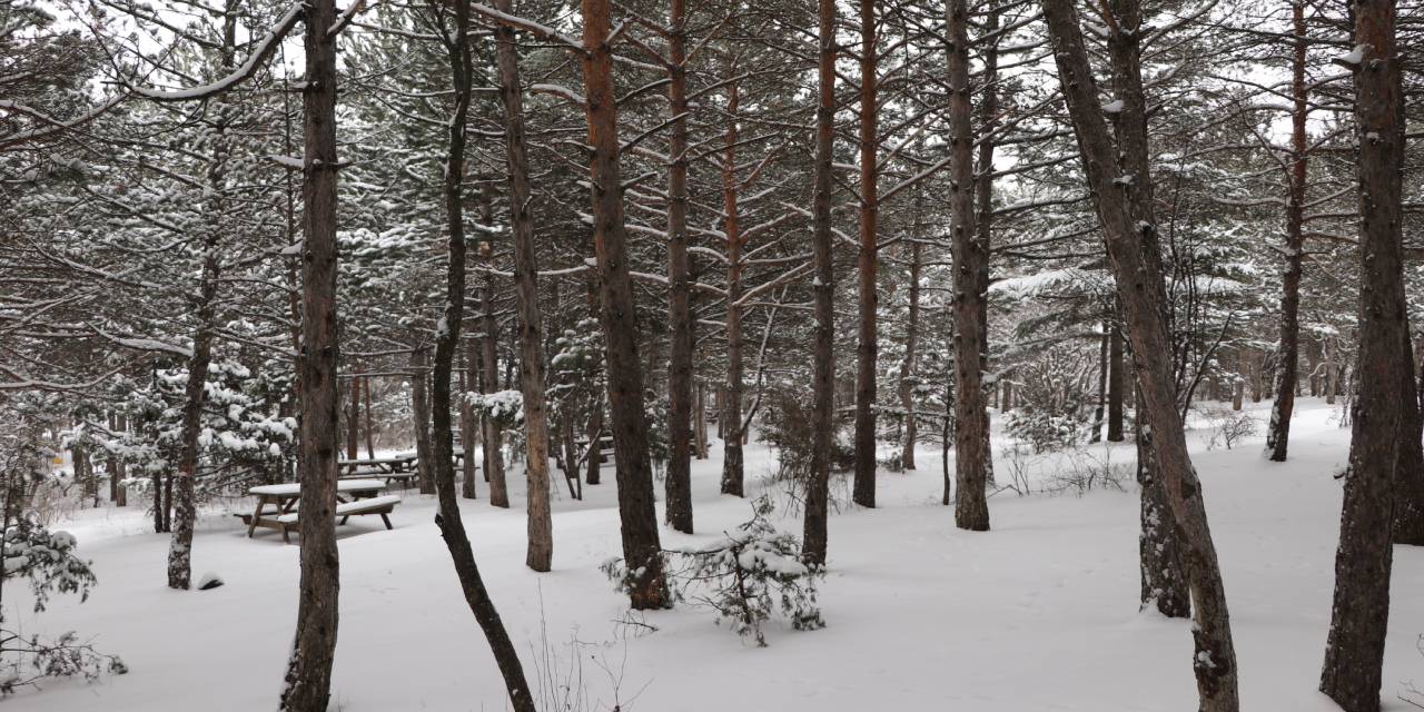 Kar yağınca yiyecek bulamadılar! Yardımlarına esnaf koştu