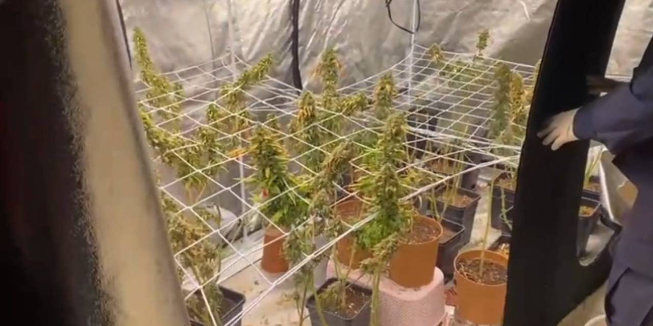 Evde yetiştirdikleri şey pes dedirtti