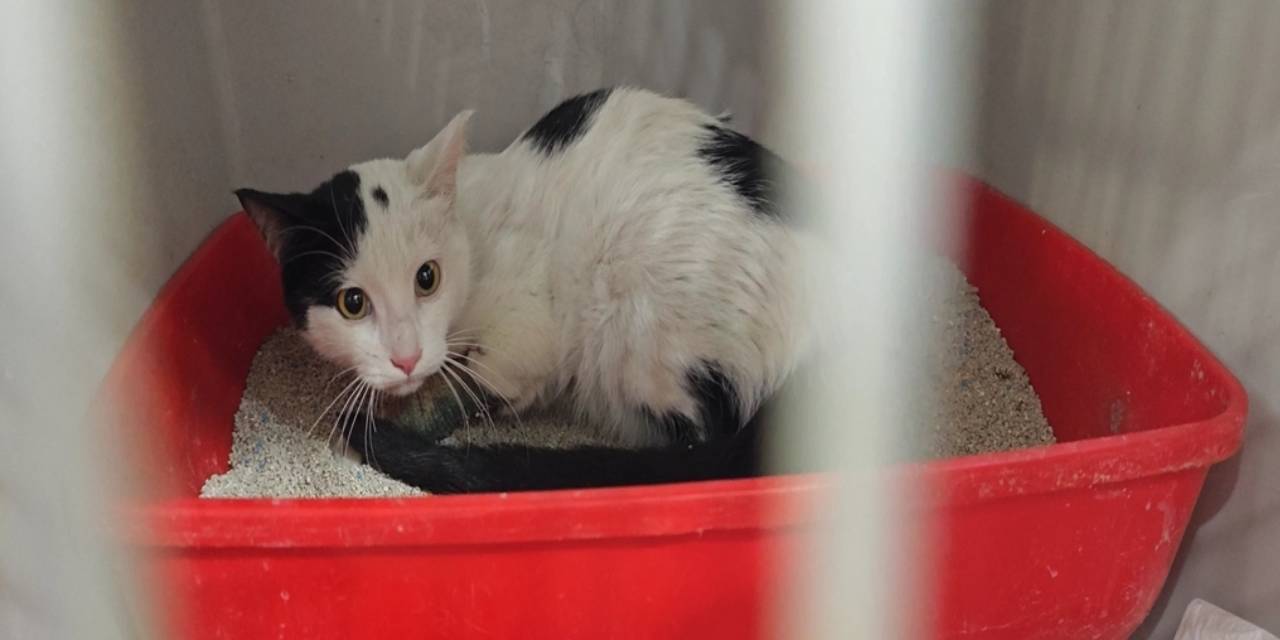 Sütlaç'ın sağ ayağı ampute edildi